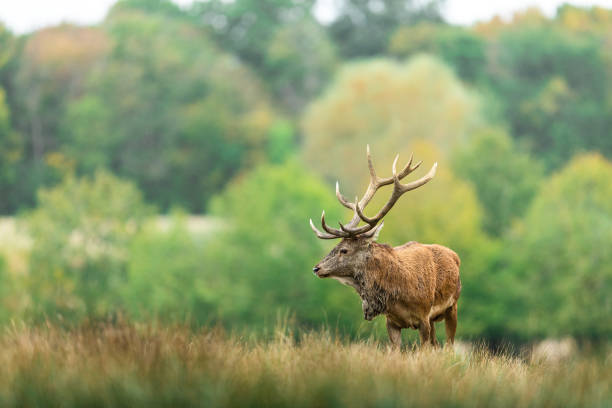istock Red Deer in the forest during the rut season 1277998325