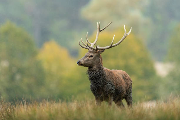 istock Red Deer in the forest during the rut season 1277998686