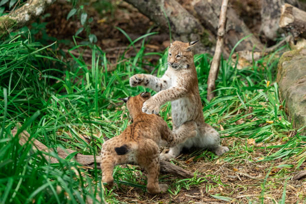 istock Lynx fighting in the forest 1277998958