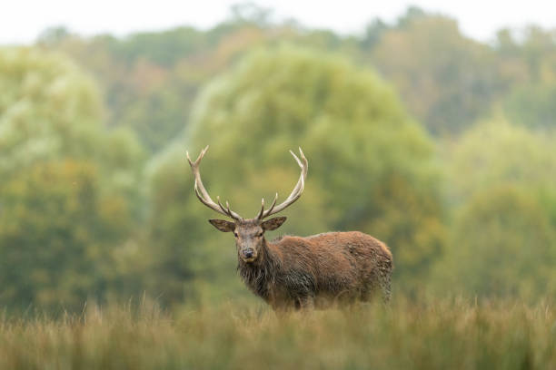 istock Red Deer in the forest during the rut season 1277999904