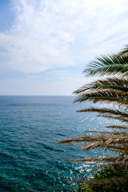 istock Palm tree and sea landscape. 1278000719