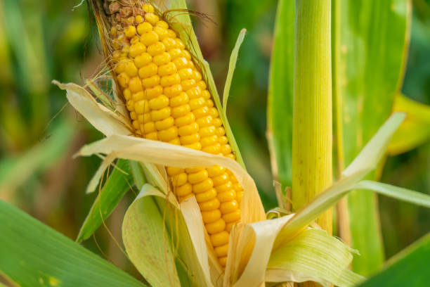 istock Open ear of ripe corn close-up. Corn field. 1278000799