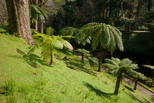 Giant Tasmanian tree ferns in Furnas, San Miguel Island, Azores archipelago, Portugal