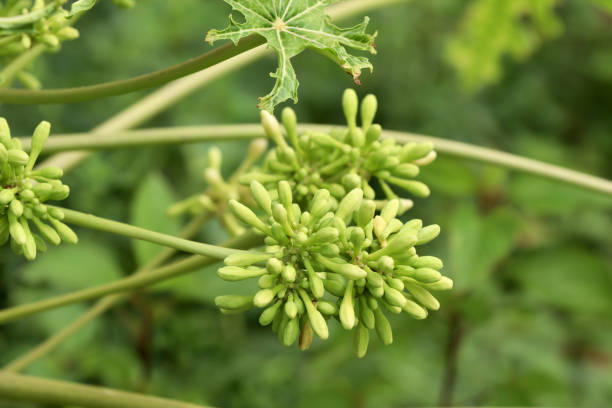 istock Male papaya flower 1278000963