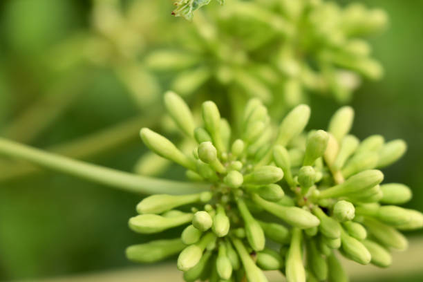 istock Male papaya flower 1278000989