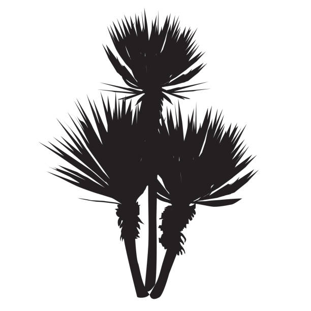 illustrazioni stock, clip art, cartoni animati e icone di tendenza di sagoma di una grande pianta di una yucca - yucca