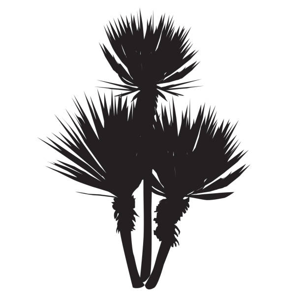 Silhouette of a large plant of a yucca Silhouette of a large plant of a yucca (Yucca filamentosa) with three stalks yucca stock illustrations