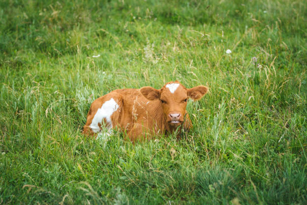 istock Young calf laying on the grass. 1278004248