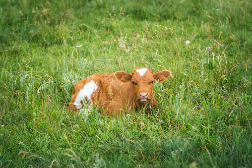 Rural scene of a cute black and white spotted Speckle Park baby calf lying down curled up on yellow straw and staring at the camera.