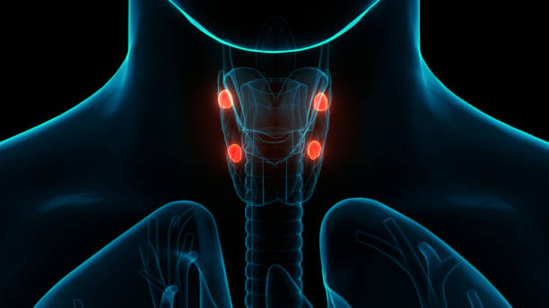istock Human Body Glands Parathyroid Glands Anatomy 1278005275