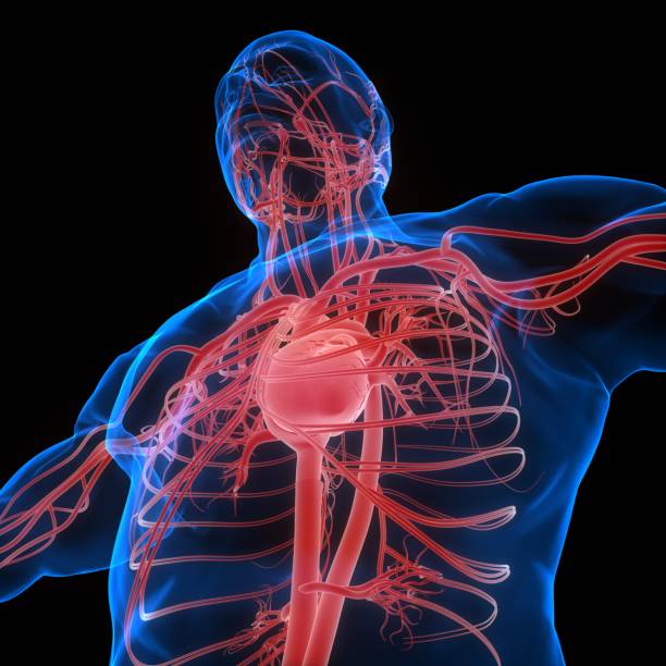 istock Human Circulatory System Heart Anatomy 1278005301