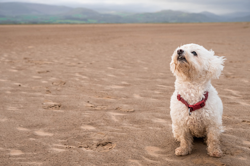 A low angle shot of a fluffy white Shih-Poo dog sitting on a beach and looking up at something.