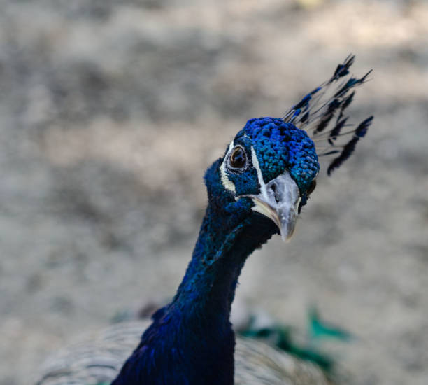 istock close-up peacock head with amazing tufted head and unusual eye expression 1278007273