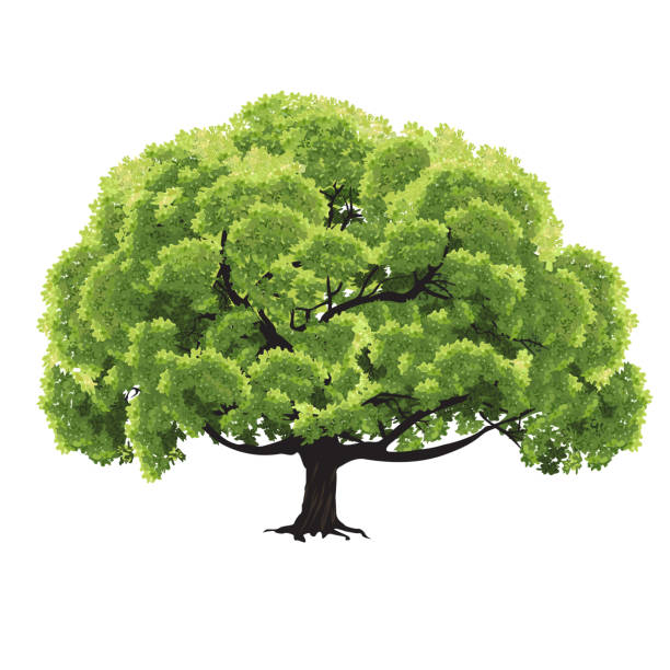 Big tree with green foliage Big tree with green foliage in the summer, the color vector drawing on a white background big tree stock illustrations