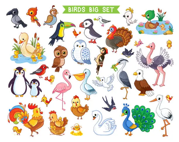 Vector illustration of Big vector set with birds in cartoon style. Vector collection with birds in children's style