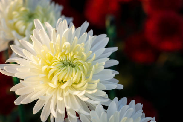 Background of white chrysanthemum flowers on a blurry background of red flowers. stock photo