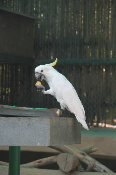 istock Yellow Crested Cockatoo 1278008312
