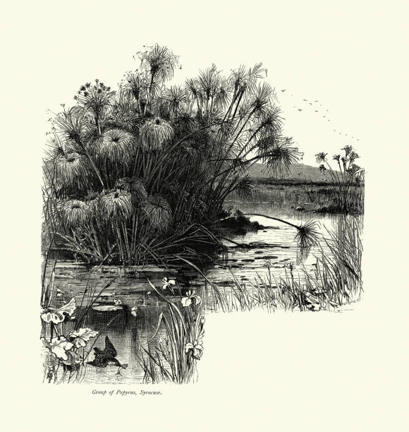 istock Group of Papyrus, Pond, Flowers, Syracuse, Sicily, Italy, 19th Century 1278011787