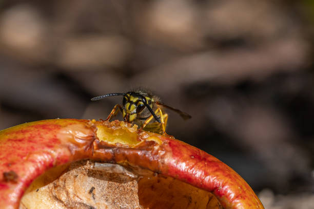 vespula germanica, vespa de jaqueta amarela europeia comendo uma maçã descartada - rotting fruit wasp food - fotografias e filmes do acervo