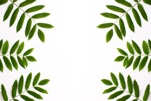 istock Frame with green rowan leaves isolated on white background top view with copy space. Green foliage. Floral nature flat lay. Ecology, organic background. Stock photo. 1278013674