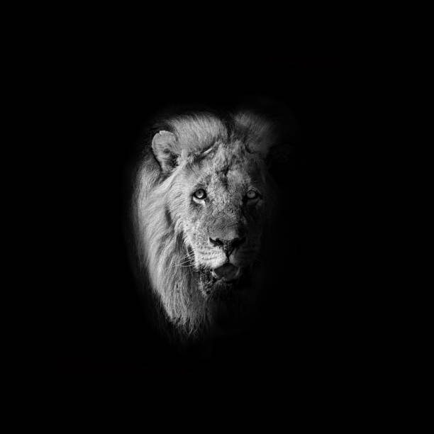 istock Male Kalahari Lion 1278013804