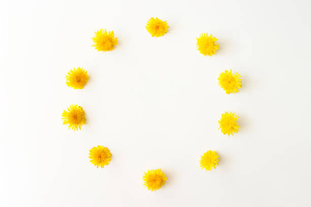 Wreath with spring yellow dandelion flowers flat lay on white background top view with copy space. Flowers frame composition. Floral nature layout. Ecology, organic background. Stock photo.