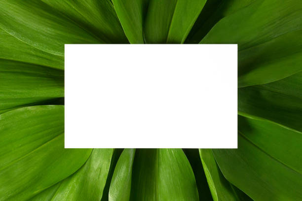 istock White card with copy space on green tropical leaves background flat lay top view. Creative ecology layout with paper. Template, mockup, blank for web, social media, advert with copy space. Stock photo 1278014077