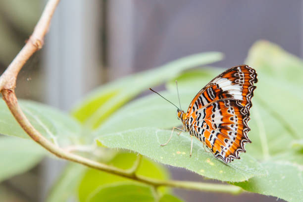 istock Colorful Butterfly in Melbourne Australia 1278015473