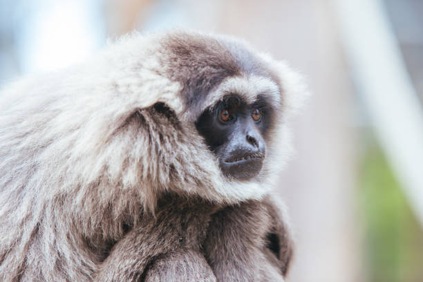 istock A Silvery Gibbon in Australia 1278015476