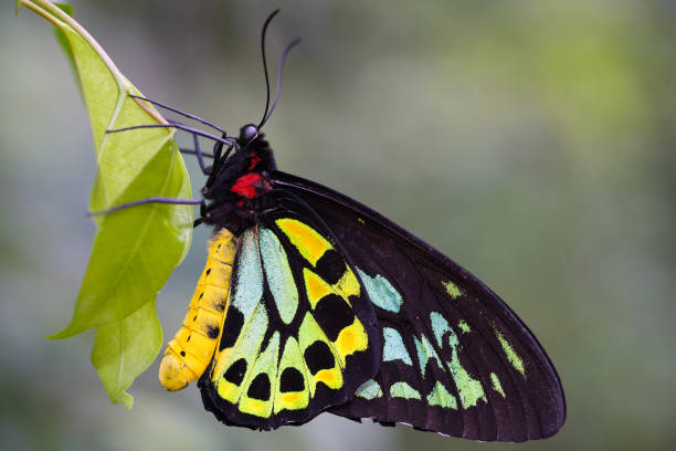 istock Colorful Butterfly in Melbourne Australia 1278015518