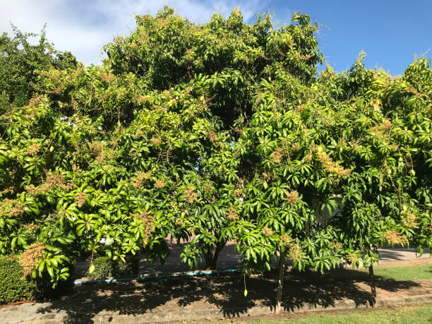 istock Flowering and fruit of Mangifera indica or Mango tree in Thailand. 1278017527