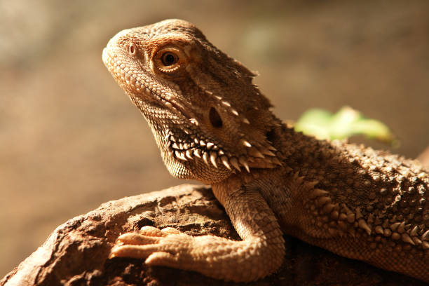 istock Close Up Of Iguana lizard 1278017535