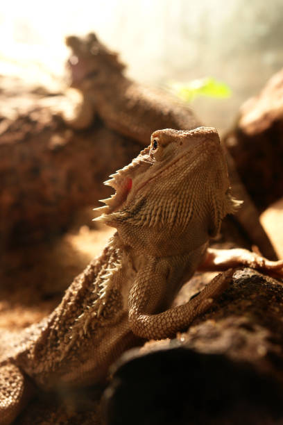 istock Close Up Of Iguana lizard 1278017908
