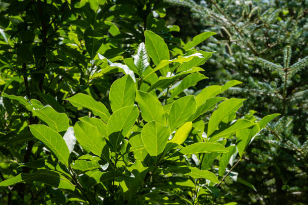 magnolia susan ist ein schöner baum der dinosaurier-ära. grüne blätter auf magnolienzweigen vor verschwommenem evergreen-hintergrund. selektiver fokus. blätter leuchten in sonnenstrahlen. atmosphäre der ruhe. - evergreen magnolia stock-fotos und bilder
