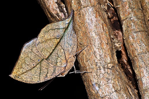 Leaf butterfly (Kallima inachus) on tree trunk.
