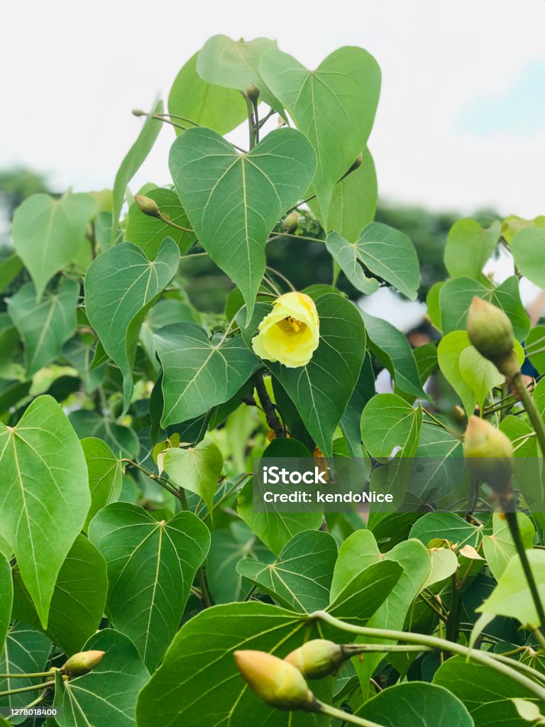 Flor De Ficus Religiosa O Higo Sagrado O Árbol Bodhi O Árbol Pippala O Árbol Peepul O Árbol Peepal O Árbol Ashwattha Foto de stock y más banco de imágenes de Flor - Flor De Ficus Religiosa O Higo Sagrado O Árbol Bodhi O Árbol Pippala O Árbol Peepul O Árbol Peepal O Árbol Ashwattha Foto de stock y más banco de imágenes de Flor -