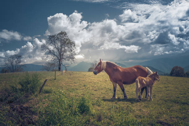 Horses in the french Pyrenees mountains meadow