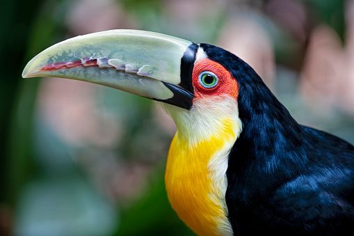 The green-billed toucan (Ramphastos dicolorus), or red-breasted toucan, is  found in southern and eastern Brazil, Pantanal of Bolivia, eastern Paraguay and far north-eastern Argentina