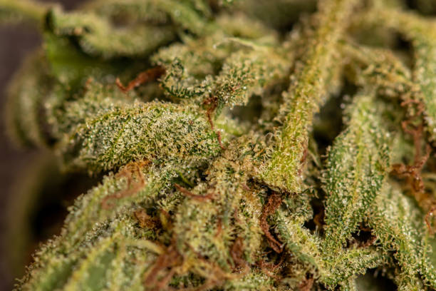 istock Detail crystals on marijuana leaf 1278019363