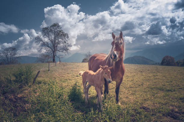 Horses in the french Pyrenees mountains meadow