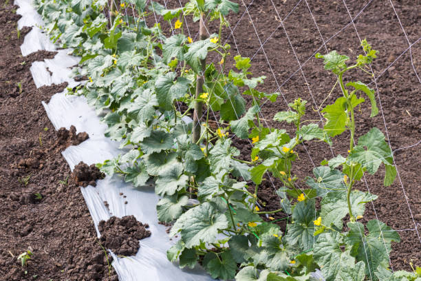 istock Close up of Melon seedlings with netting on soil. 1278021403