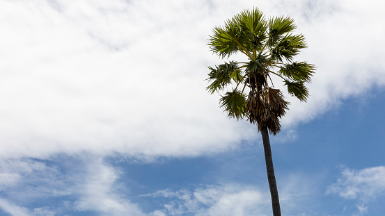 Sugar palm trees standing under bright blue sky with afternoon light on sunny day. Green leaves of palm tree