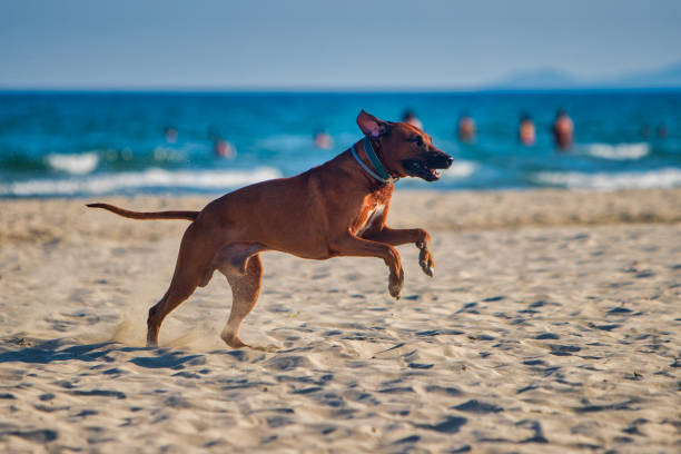 Active athletic dog rhodesian ridgeback running at the along the sandy beach against the blue sea and the horizon
