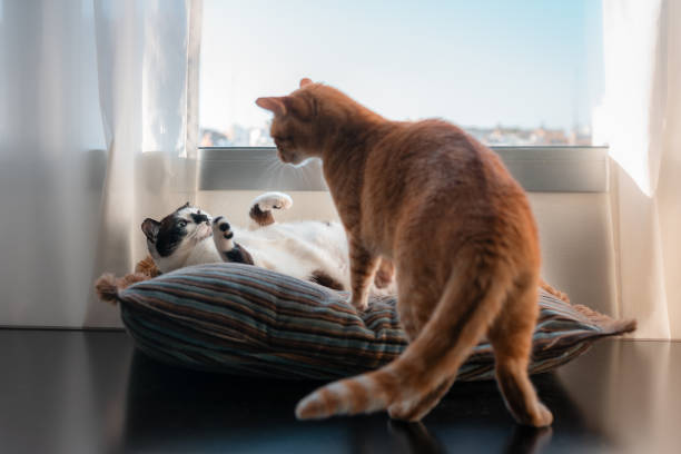 istock two domestic cats play by the window 1278021790