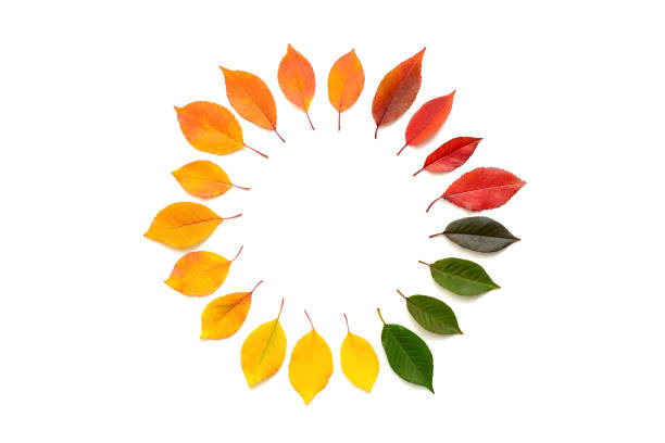 Round gradient frame made of colored autumn leaves isolated on white background. Top view, flat lay, copy space