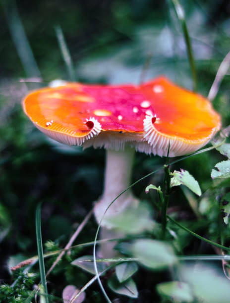 istock Red and orange mushroom 1278023238