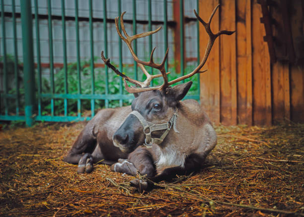 A long horned deer with bridle sitting on the grass. Izhevsk zoo, Russia.