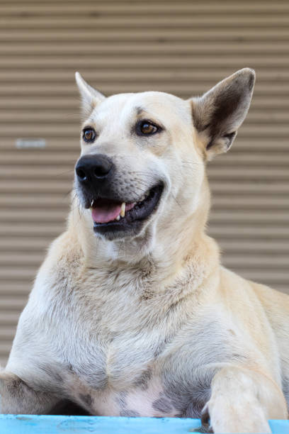 istock Thai white dog sitting staring. 1278023803