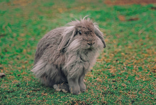 istock Portrait of grey rabbit on a natural green background 1278023852