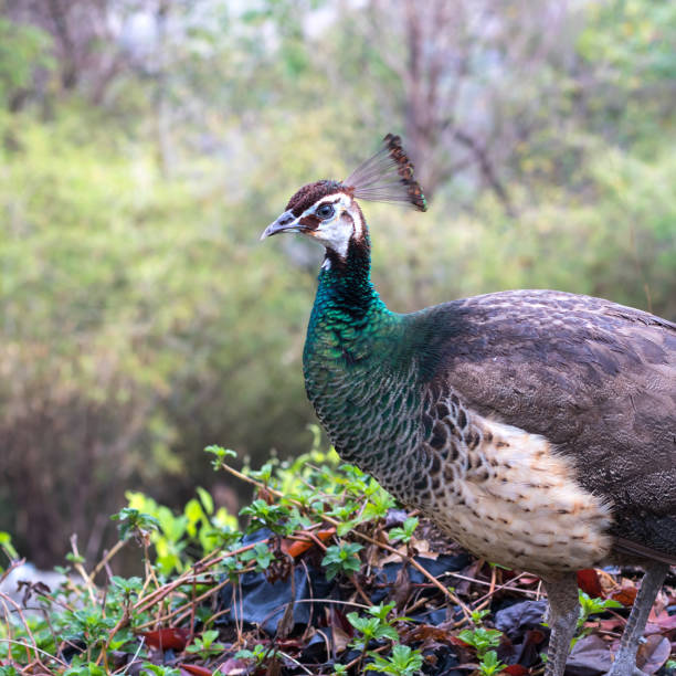 istock Close-up of female peacock. 1278023935